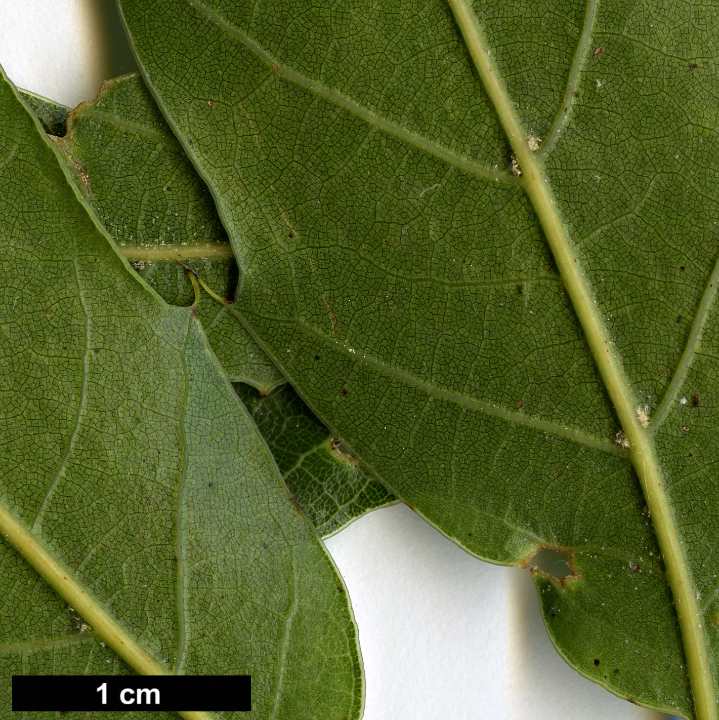 High resolution image: Family: Fagaceae - Genus: Quercus - Taxon: acutifolia